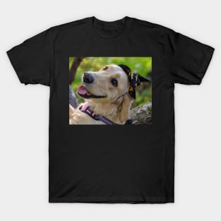 Halloween Bella T-Shirt